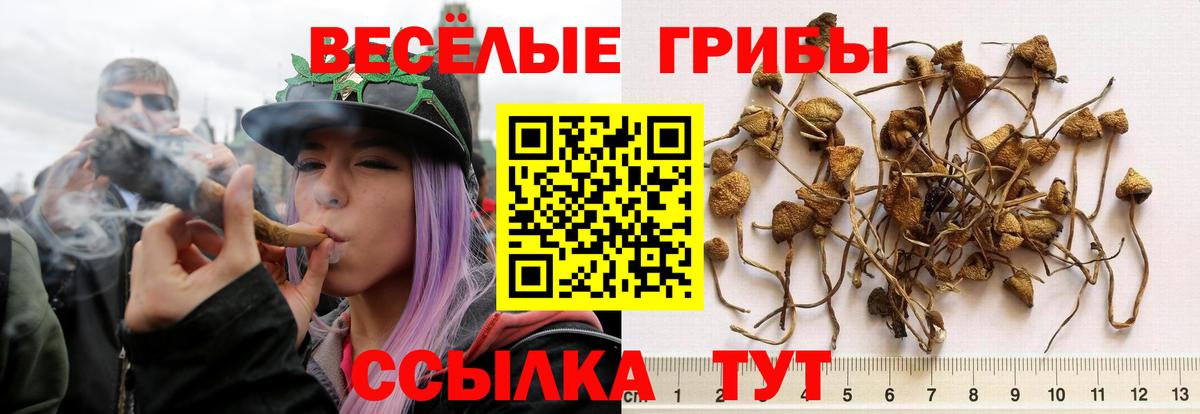 Псилоцибиновые грибы мицелий  Вход с VPN  Псилоцибиновые грибы GOLDEN TEACHER  Белорецк 